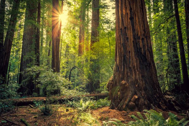 Sunrise in the Redwoods, Redwoods National & State Parks California stock photo