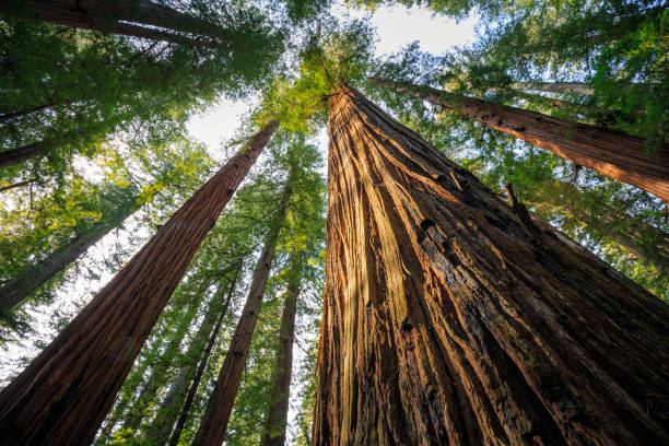 Under the Redwood Trees, Redwoods National & State Parks California stock photo