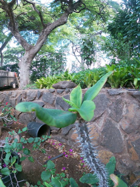 istock crown of thorns green leaves 1206291469