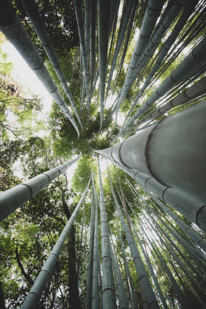 istock Bamboo Forest of Kyoto 1206291488