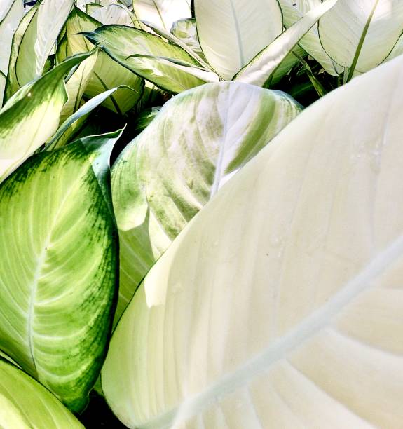 istock green and white dieffenbachia leaves 1206291606