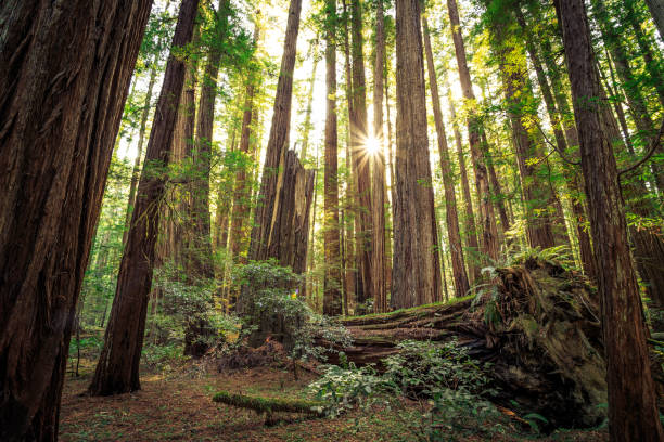 Sunrise in the Redwoods, Redwoods National & State Parks California stock photo