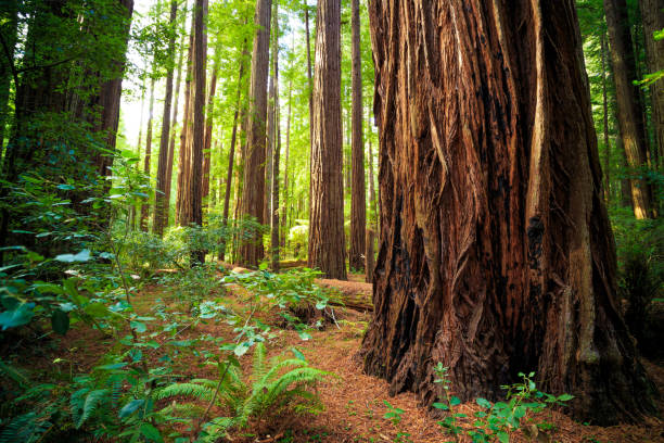 Views in the Redwood Forest, Redwoods National & State Parks California stock photo