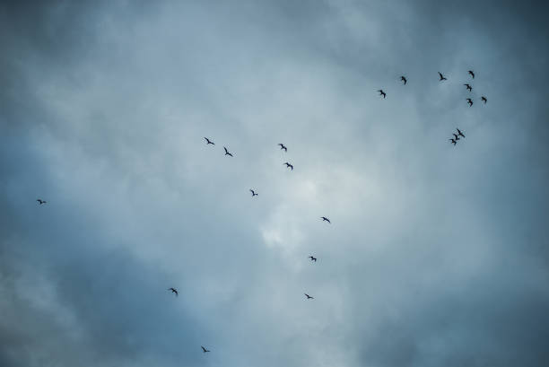 istock birds flying silhouettes on blue hour cloudy sky background 1206294718