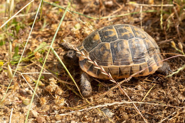istock Turtle hiding in grassland surface. Mimic the rock laying on the ground. 1206294833