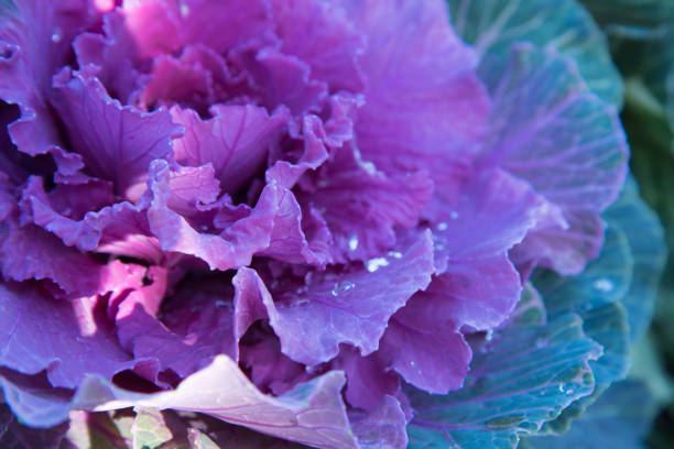 istock Decorative cabbage with dew drops or rain. Close-up, bright colors. Structure. 1206294981