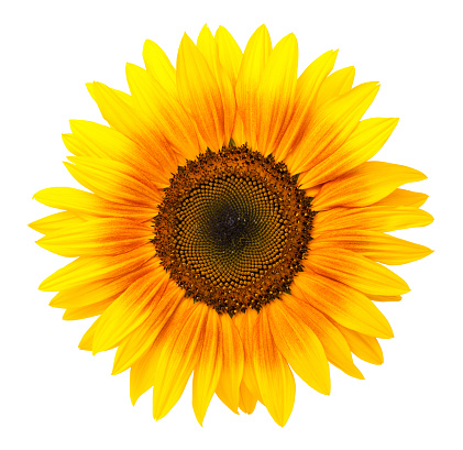 Sunflower isolated on white background, without shadow