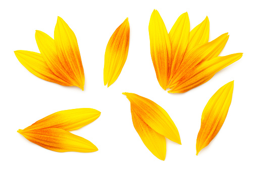 Sunflower petals isolated on white background. Flat lay, top view. Slight shadow