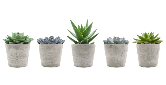 Variety of succulent plants in cement pots isolated on white background - sempervivum, aloe mitriformis and echeveria