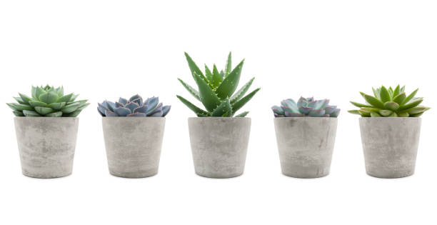 Succulents Plants Collection on White Variety of succulent plants in cement pots isolated on white background - sempervivum, aloe mitriformis and echeveria potted plant stock pictures, royalty-free photos & images