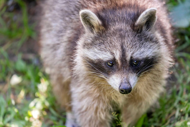 istock Raccoon in the forest 1206300203