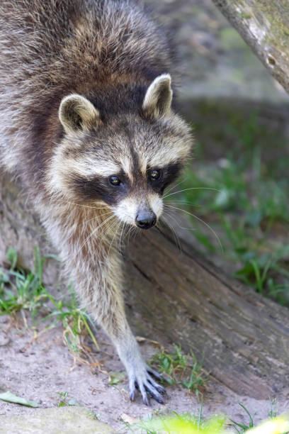 istock Raccoon in the forest 1206301193
