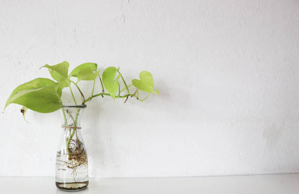 istock Betel tree in glass vase, white background 1206301230