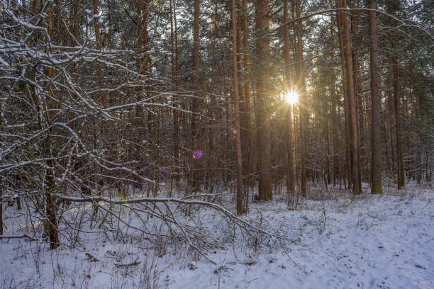 Sun shines in the winter pine forest stock photo