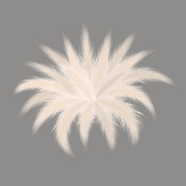 Pampas silver grass star-shaped bouquet on grey background. Vector illustration. stellar composition ornamental fluffy grass. Pampas silver grass star-shaped bouquet on grey background. Vector illustration. stellar composition ornamental fluffy grass. feathery grass head plumes, for floral arrangements, displays, decoration tussock stock illustrations
