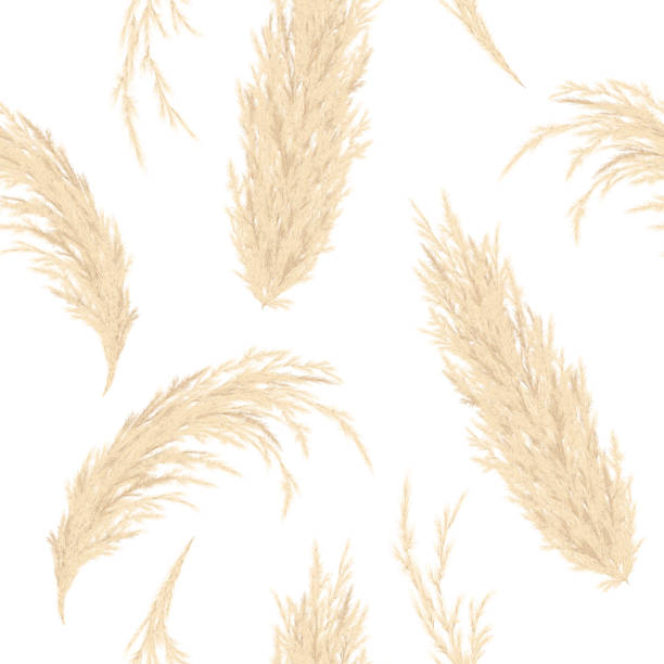 Golden Pampas grass seamless vector pattern. Silver panicle Cortaderia selloana. Floral ornamental grass. feathery flower Golden Pampas grass seamless vector pattern. Silver panicle Cortaderia selloana. Floral ornamental grass. feathery flower head plumes, for wallpaper, arrangements, ornamental displays, decoration tussock stock illustrations