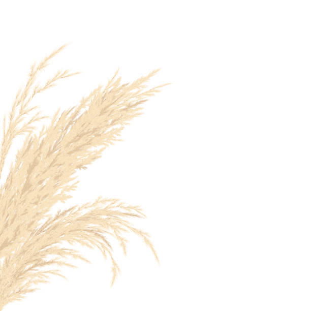 ilustrações de stock, clip art, desenhos animados e ícones de silver golden pampas grass card template frame on the left with copy space. vector illustration. - tussock