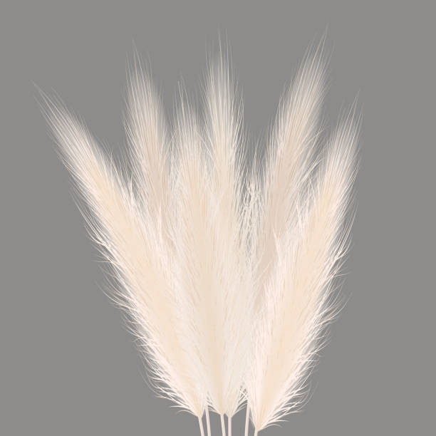 Pampas golden grass sheaf on grey. Vector illustration. panicle Cortaderia selloana bouquet South America. Pampas golden grass sheaf on grey. Vector illustration. panicle Cortaderia selloana bouquet South America. ornamental grass. feathery grass head plumes, for floral arrangements, displays, decoration tussock stock illustrations