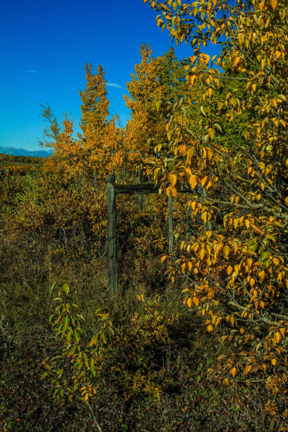 colores de otoño y pacas de heno, condado de foothills, alberta, canadá - okotoks fotografías e imágenes de stock