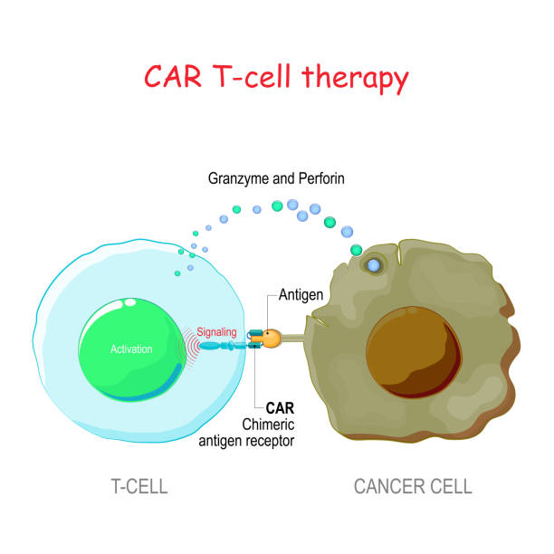 키메라 항원 수용체를 가진 t 세포 (car t 세포) 종양 세포의 살해. - 살해 stock illustrations