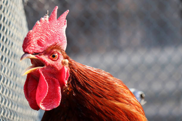 istock Red rooster singing on the farm, morning concept 1206305954