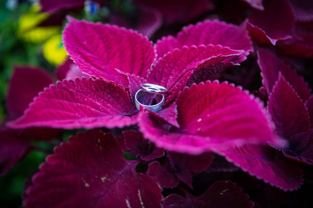 istock Wedding rings on  purple leaved plant 1206307417