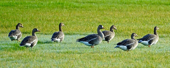 Western Oregon's Willamette Valley.\nGreater-White Fronted Geese.\nFern Ridge Wildlife Refuge.