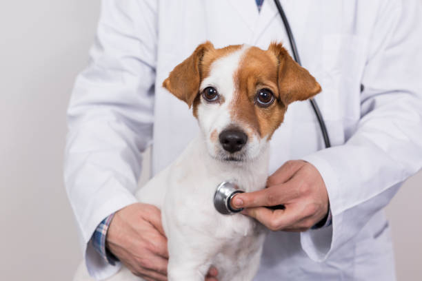 istock young veterinarian man examining a cute small dog by using stethoscope, isolated on white background. Indoors 1206311684