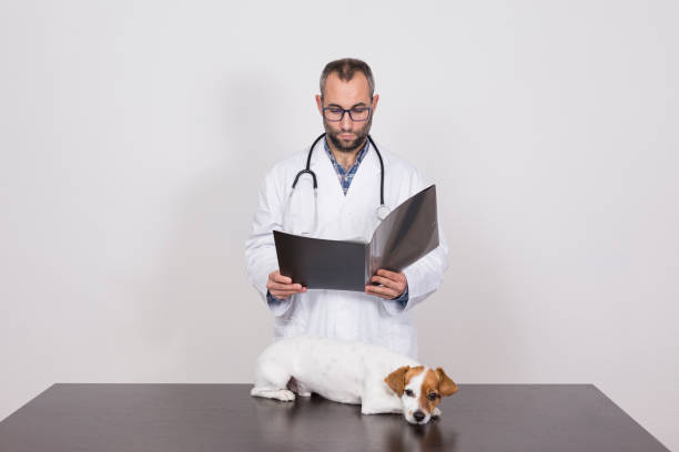 istock young veterinarian man examining a cute small dog by using stethoscope, isolated on white background. Indoors 1206311688