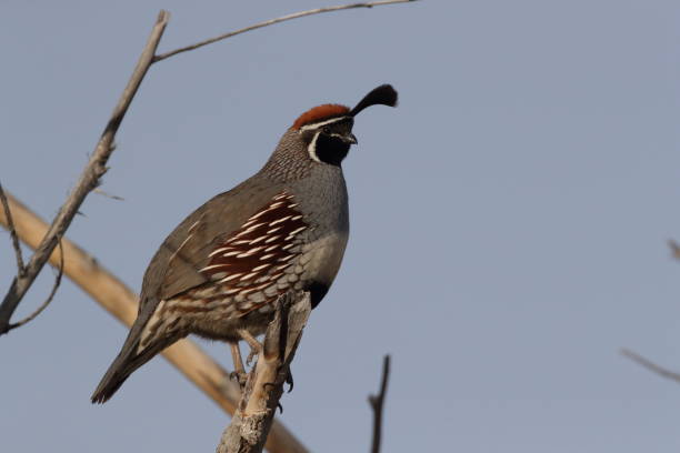 istock Gambel's Quail New Mexico USA 1206311698