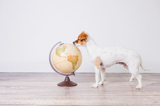 cute small beautiful dog sitting on the floor, white background with world globe besides. Travel and education concept. Lifestyle