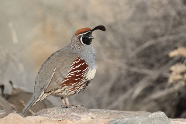 istock Gambel's Quail New Mexico USA 1206312434