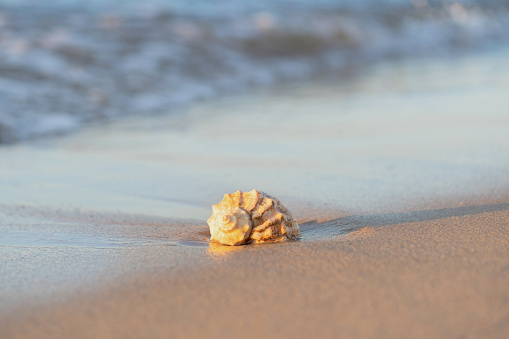 A quahog shell is captured  sitting on the dock with sand around it;  selective and soft focus.