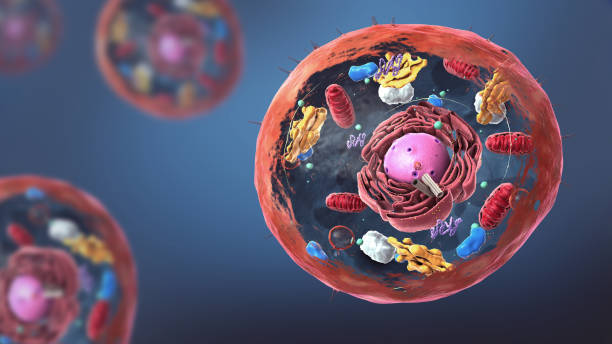 istock Components of Eukaryotic cell, nucleus and organelles and plasma membrane - 3d illustration 1206314365