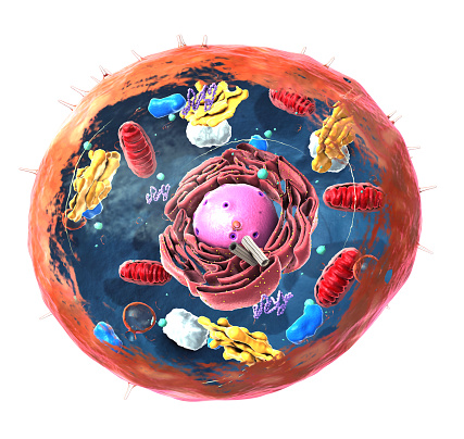 Componentes de la célula eucariota, núcleo y orgánulos y membrana de plasma - ilustración 3D photo