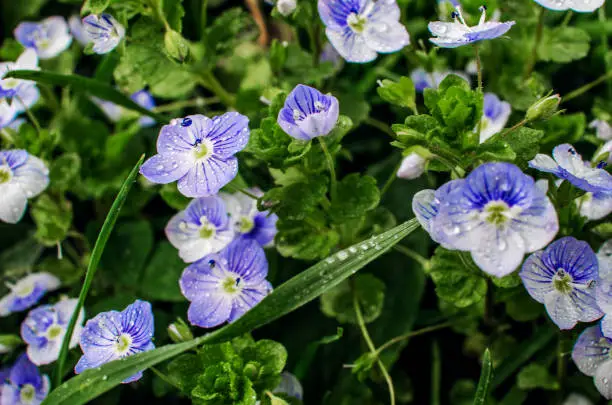Little spring blue Veronica flowers bloom outdoors on the lawn