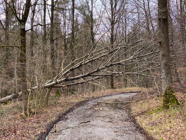 istock After the storm: tilt tree in the forest, blocking the road 1206316137