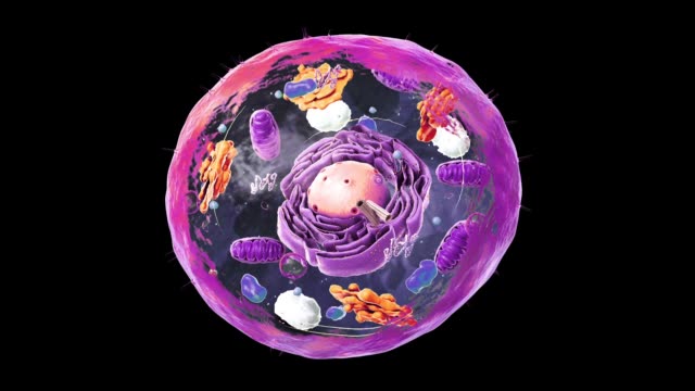2,691 Animal Cell Structure Stock Videos and Royalty-Free Footage - iStock  | Cell membrane, Plant cell, Animal cells