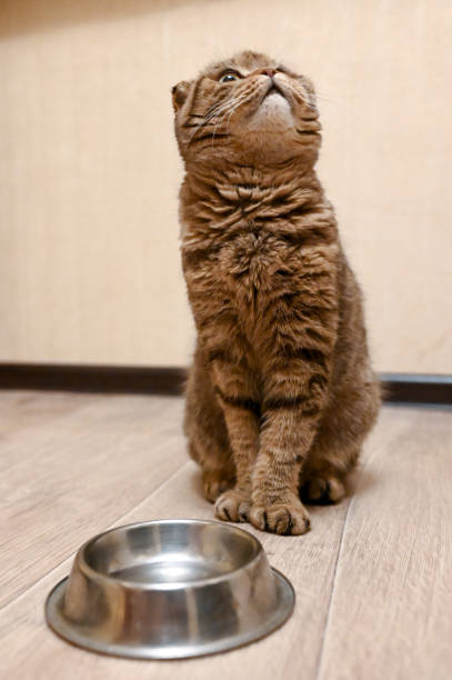 istock Hungry funny cat looking and waiting for food 1206317065