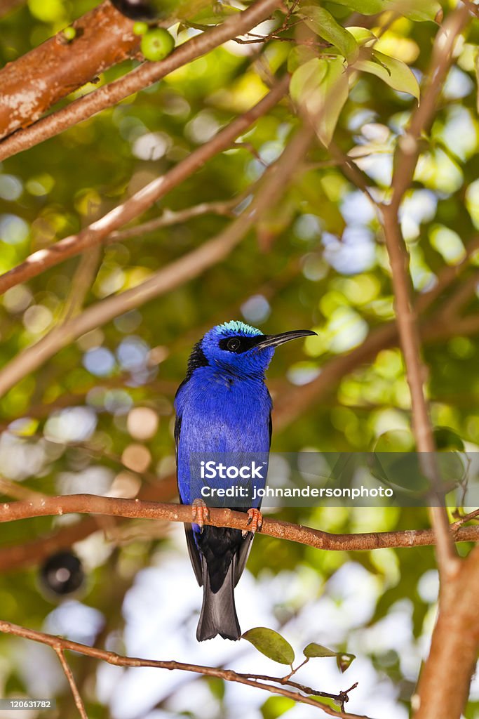 Red-legged Honeycreeper - Lizenzfrei Blau Stock-Foto