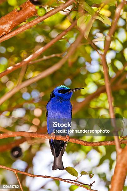 Honeycreeper Aurora - Fotografie stock e altre immagini di America Latina - America Latina, Animale, Animale selvatico