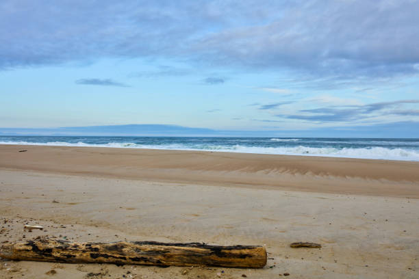 Driftwood on the beach at Flag Ponds Nature park along the Chesapeake Bay on a beautiful day.