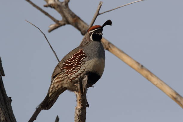 istock Gambel's Quail New Mexico USA 1206318940