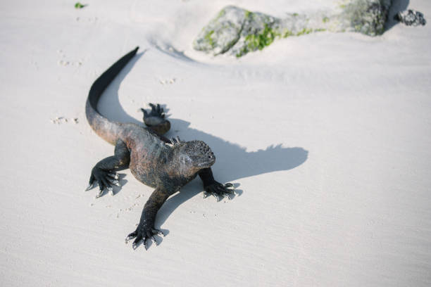 Sea saltwater iguana basking on the white sand beach