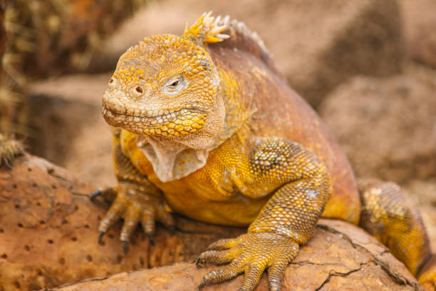 istock yellow galapagos land iguana under a yellow cactus tree 1206321358