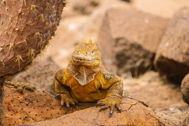 istock yellow galapagos land iguana under a yellow cactus tree 1206322104