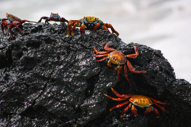 istock Sally lightfoot crab, zayapa 1206322216