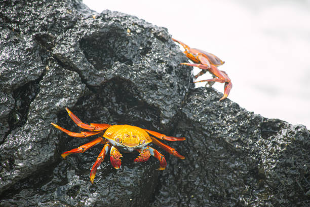 istock Sally lightfoot crab, zayapa 1206322251