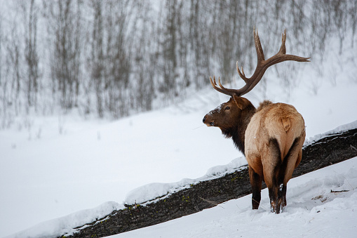 A yellowstone bull elk with full antlers foraging through the winter snows.