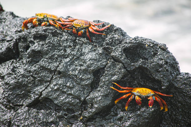 istock Sally lightfoot crab, zayapa 1206322324